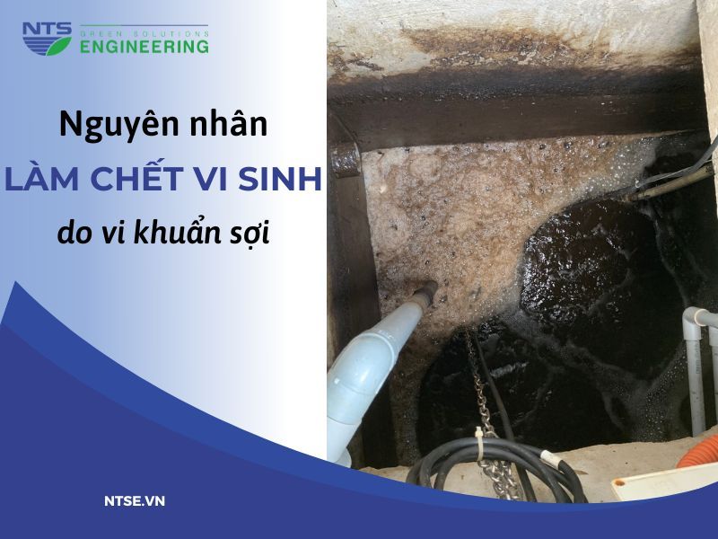 bun-noi-o-be-hieu-khi-do-su-phat-trien-cua-vi-khuan-soi