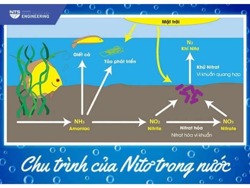 chu-trinh-nito-trong-nuoc