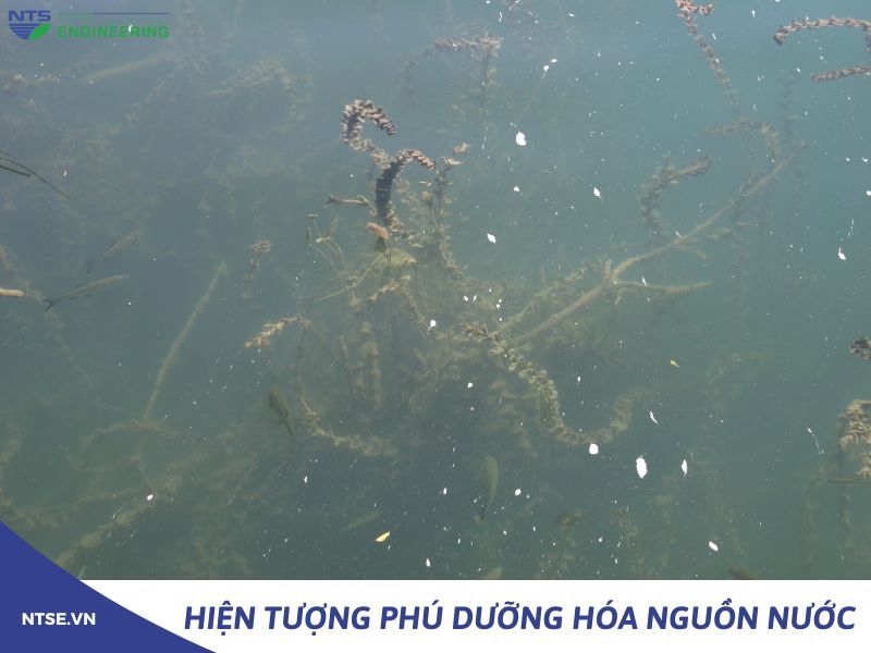 hien-tuong-phu-duong-hoa