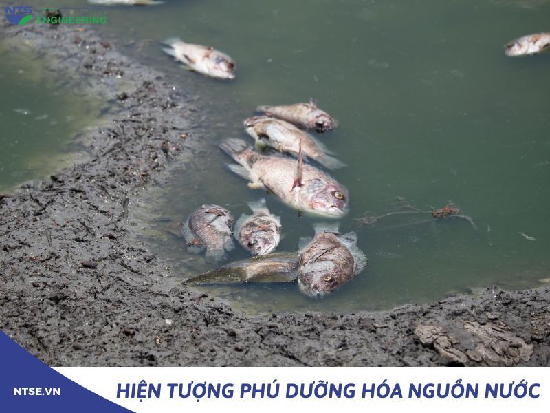 hien-tuong-phu-duong-hoa-lam-ca-chet