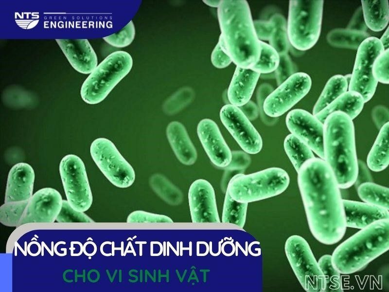 nong-do-cac-chat-dinh-duong-cho-vi-sinh-vat