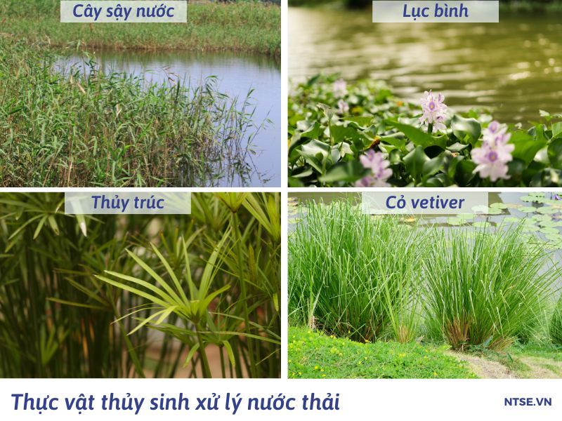 thuc-vat-thuy-sinh-ho-sinh-hoc