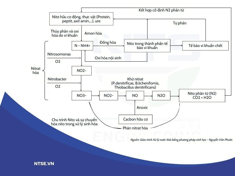 tong-hop-qua-trinh-nitrate-hoa-xu-ly-nuoc-thai