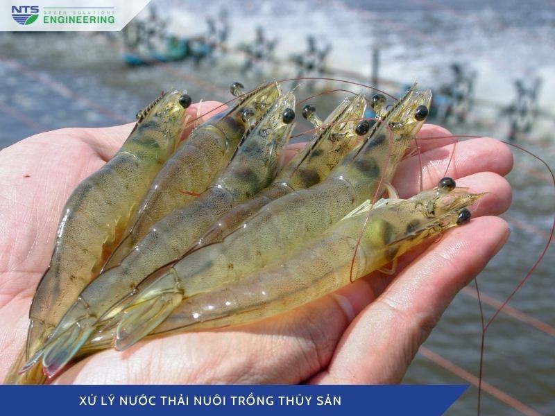 xu-ly-nuoc-thai-nuoi-trong-thuy-san-2