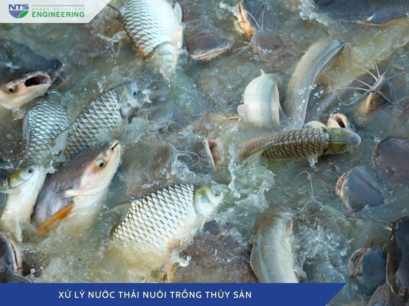 xu-ly-nuoc-thai-nuoi-trong-thuy-san-3